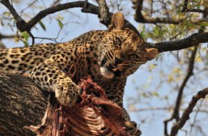 leopards in trees are one reason the Gilligans Island Workout plan is a good idea