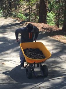 The Twisted Gardener putting in some work with a loaded wheelbarrow